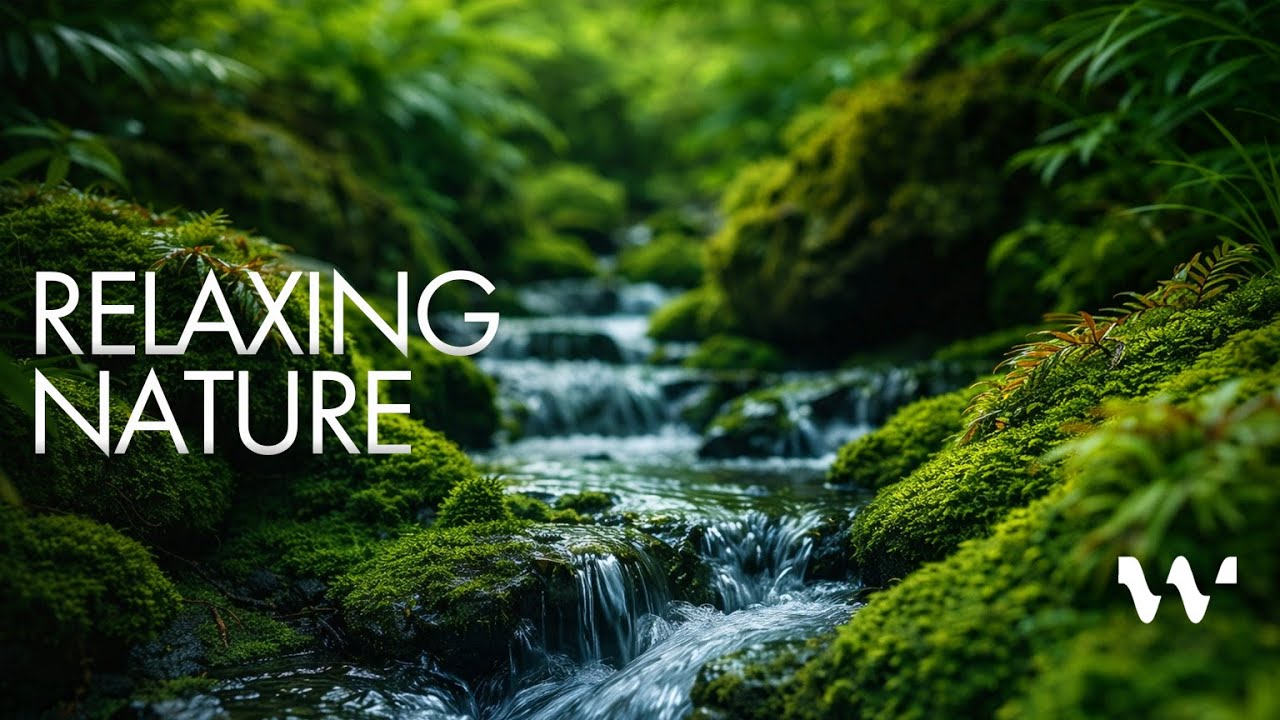 Relaxing Nature Scenes | Calm Background Music — A Quiet Reset