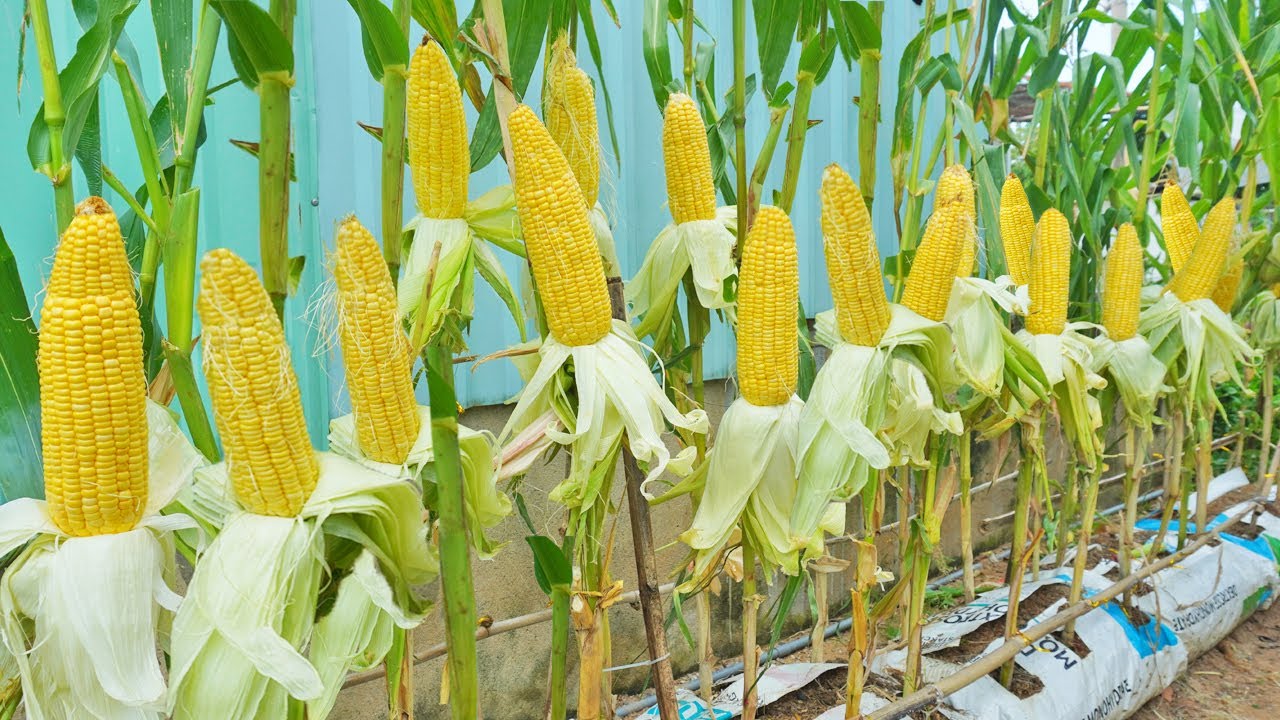 Why do grow corn in bags of soil to have many big fruits? Fragrant and sweet fruit