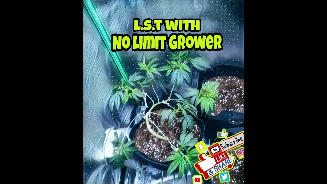 How I L.S.T  and defoliat my plants #nolimitgrower #grower #nolimit