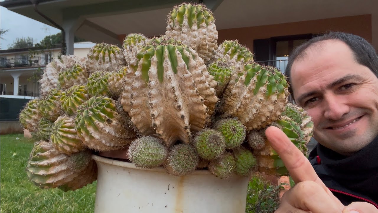 DOENÇA DO CACTUS QUE O FAZ SECAR - FÁCIL DE RESOLVER