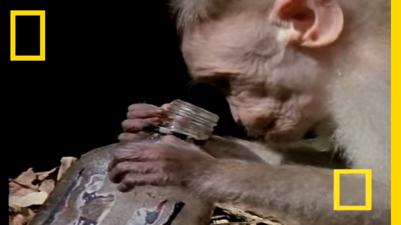 Пьяные обезьяны | National Geographic