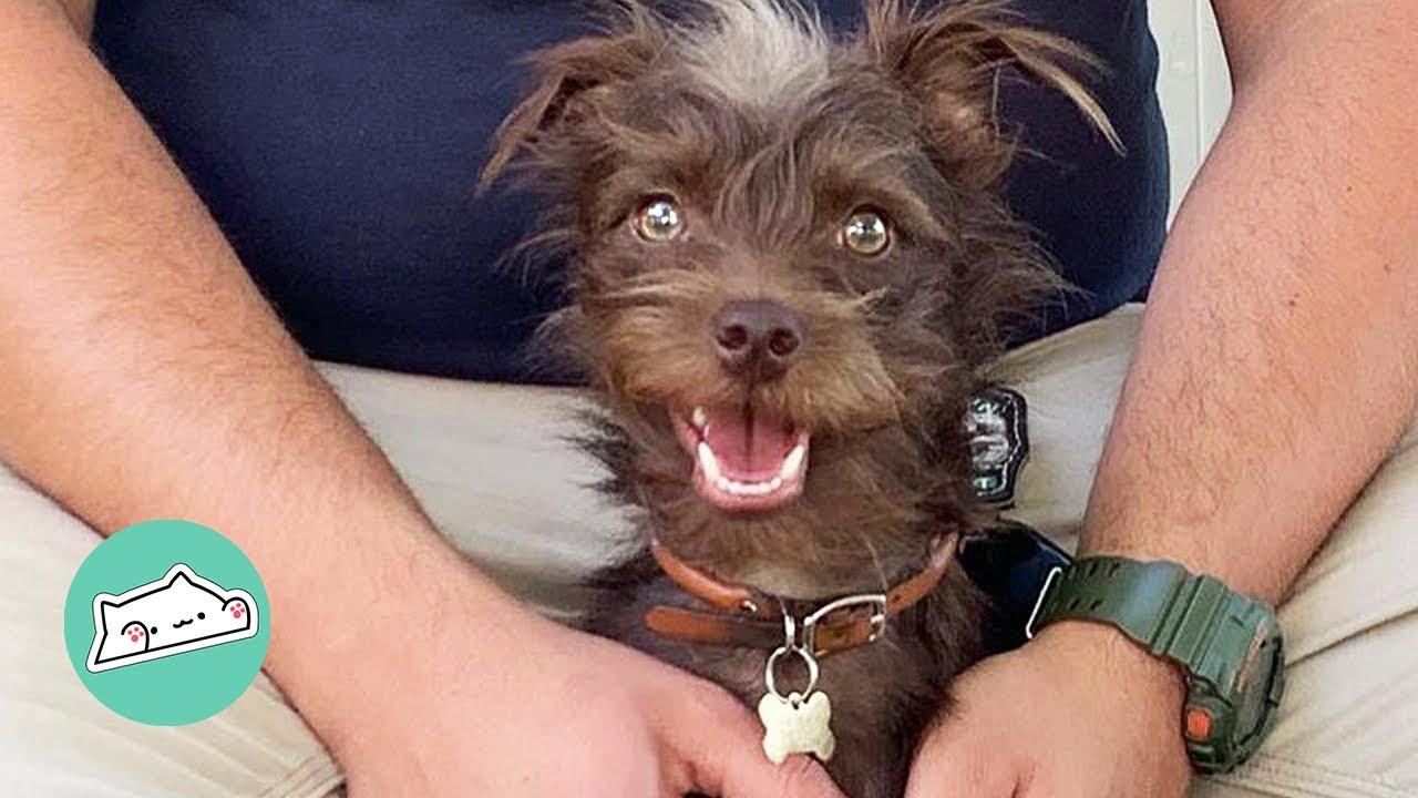 Rescue Terrier Communicates Like Human: With Words | Cuddle Dog