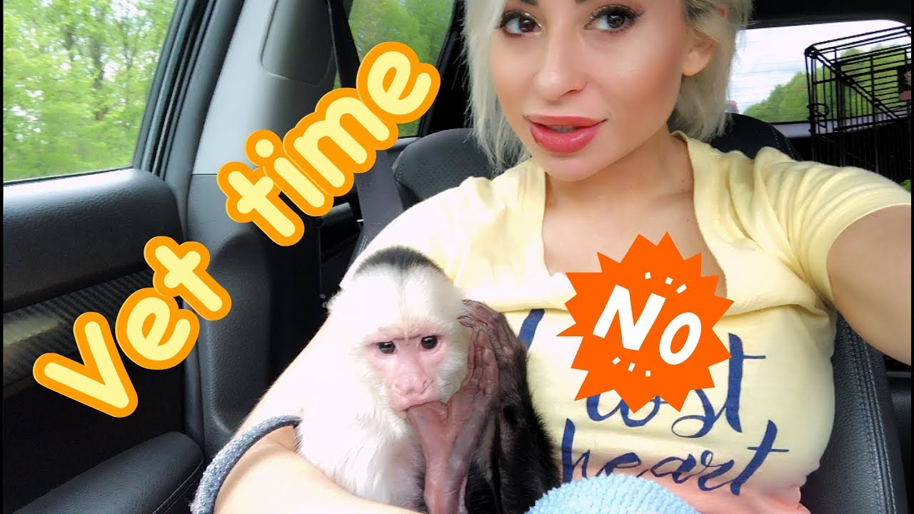 Capuchin Monkey Goes To Vets