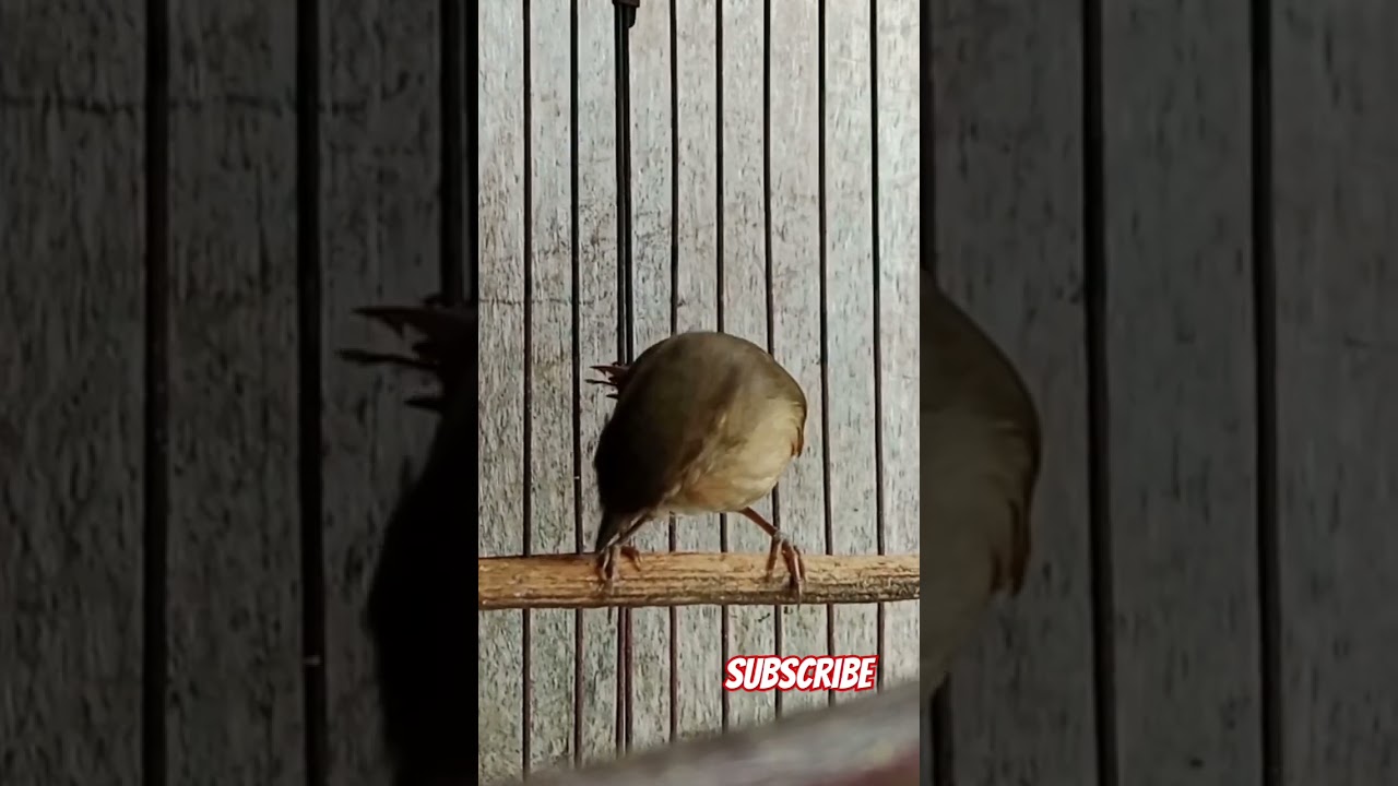 Flamboyan nembak ngebren #flamboyan #werganjawa #werganjawagacor #masteran #burung #birds