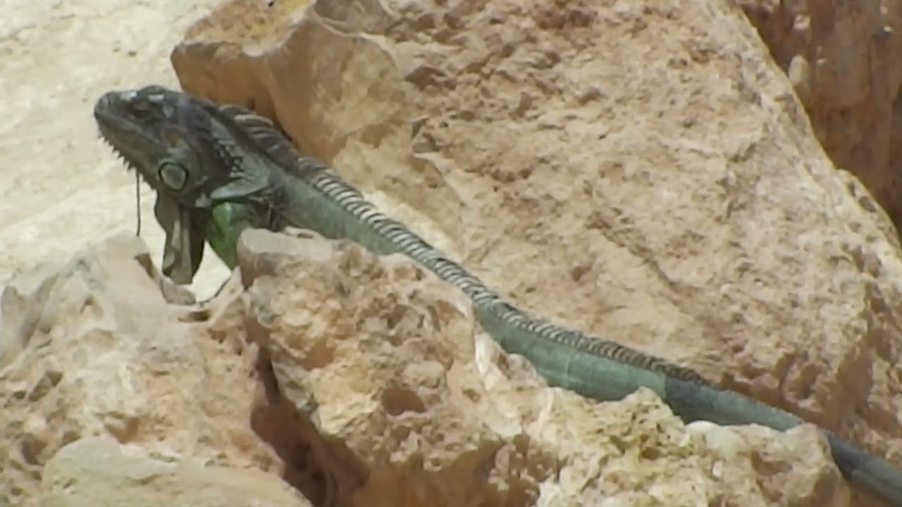 #beardeddragon