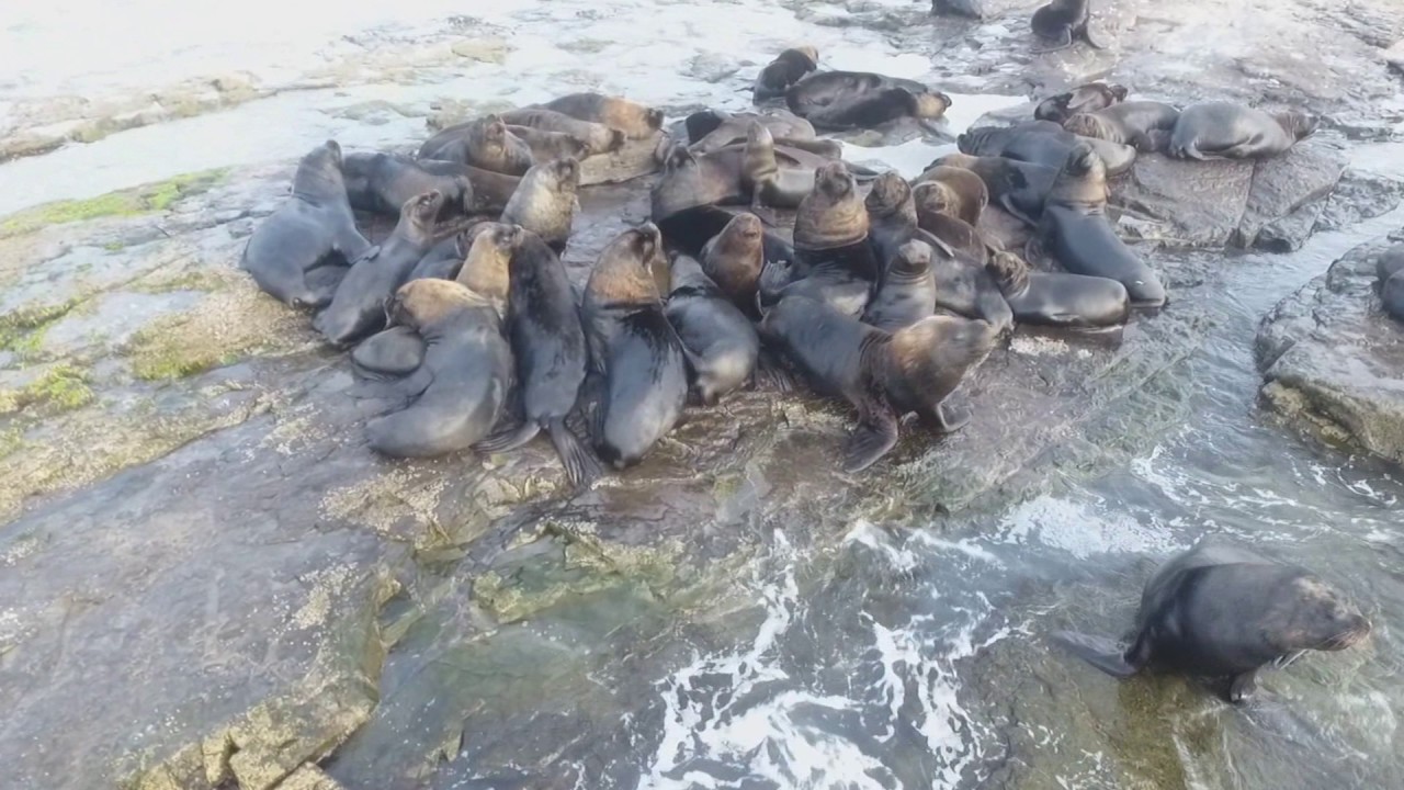 Drone visita a ilha dos lobos