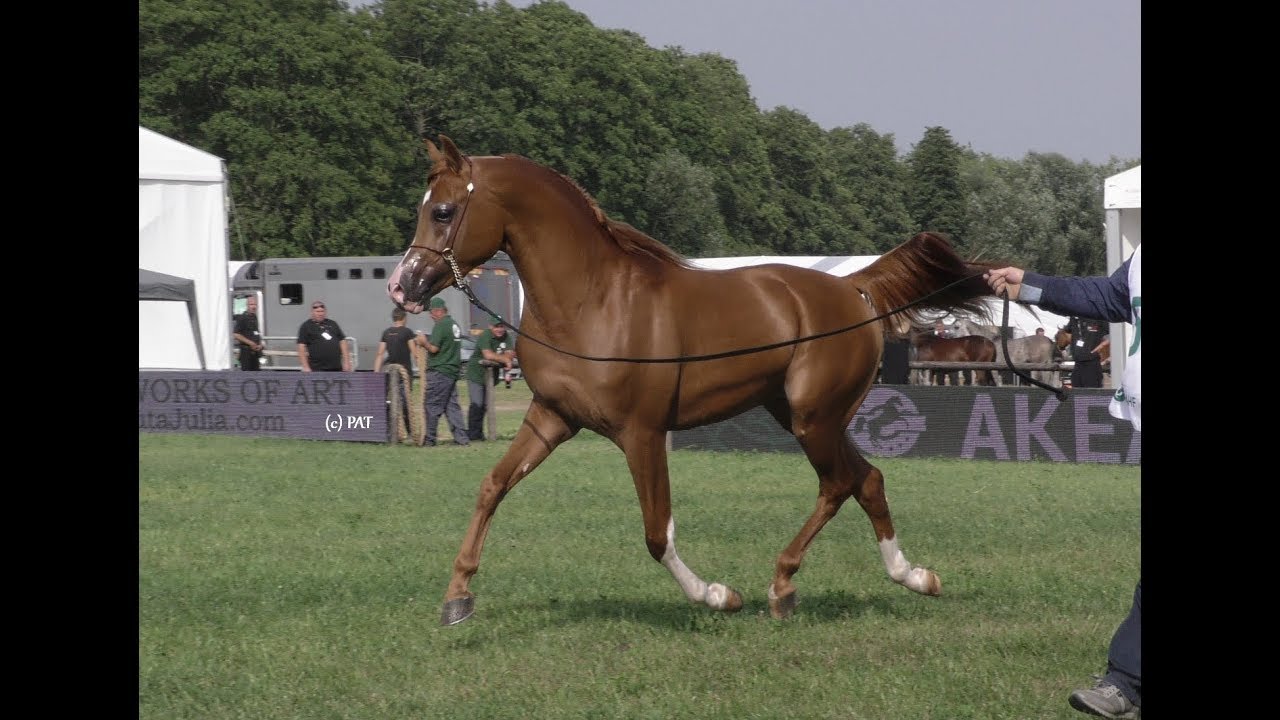 EDRYLL - arabian stallion, AKEAHF 2017, Nowe Wrońska/PL