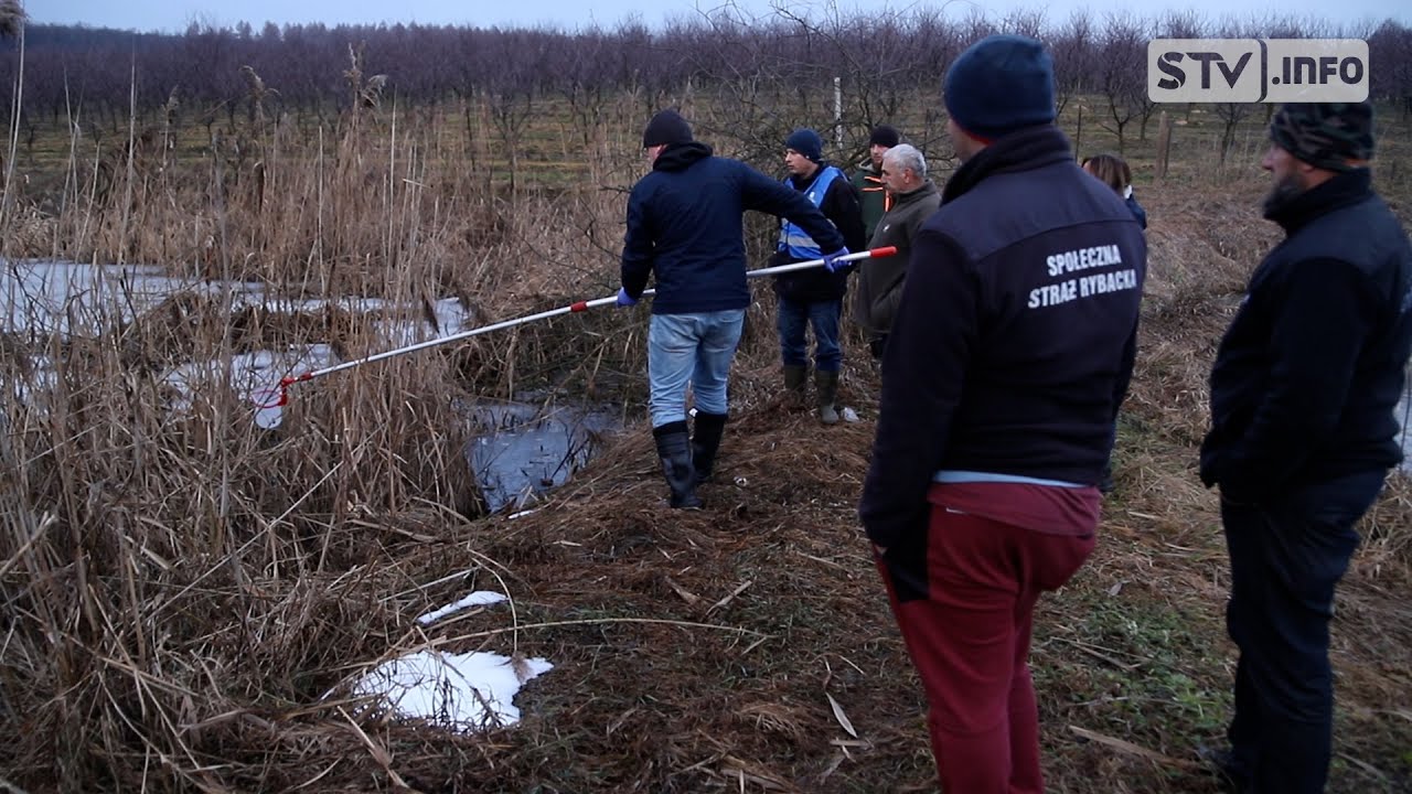 Śnięte ryby w stawie w Zdanowie. Wędkarze przypuszczają, że winna jest miejscowa przetwórnia