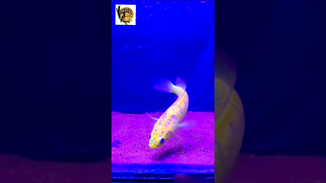 SEGER..!!! IKAN CHANNA STRIATA GOLDEN KING.. #shorts #duniahobi #shortsvideo #channastriata #fish