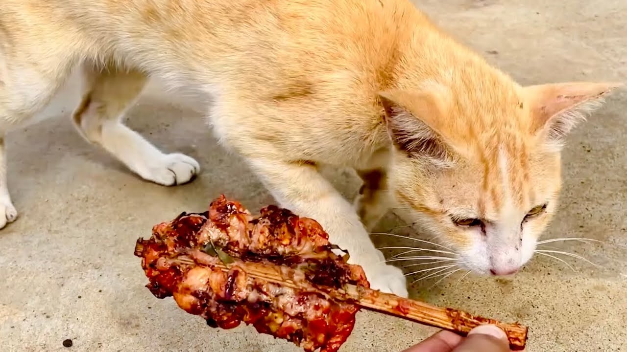 Part 21 | Feeding poor stray cat on street with roasted chicken #adoptstrays #cat #kitten #straycat