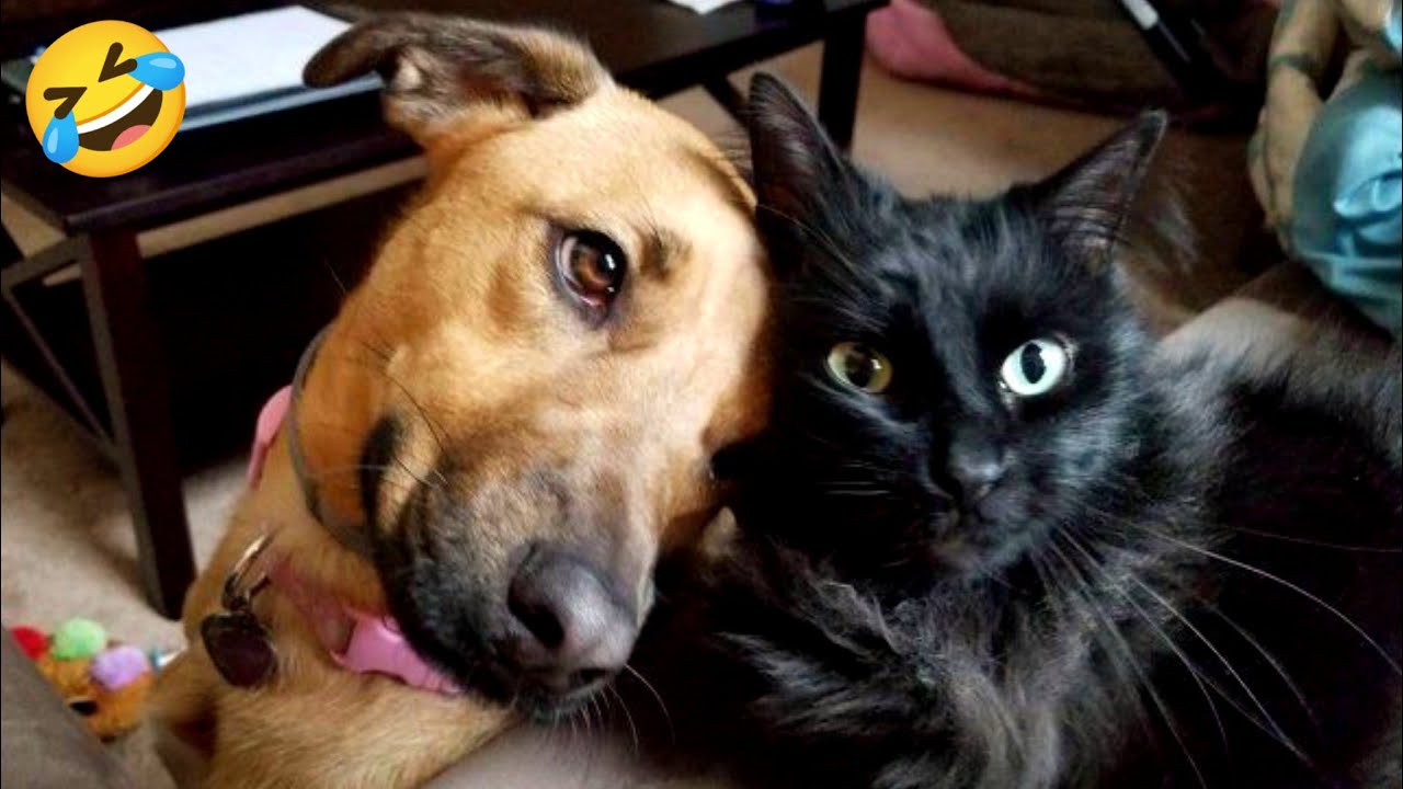 Funny videos of CATS🐱 and DOGS🐶 Best funny videos of ANIMALS 🤣2025