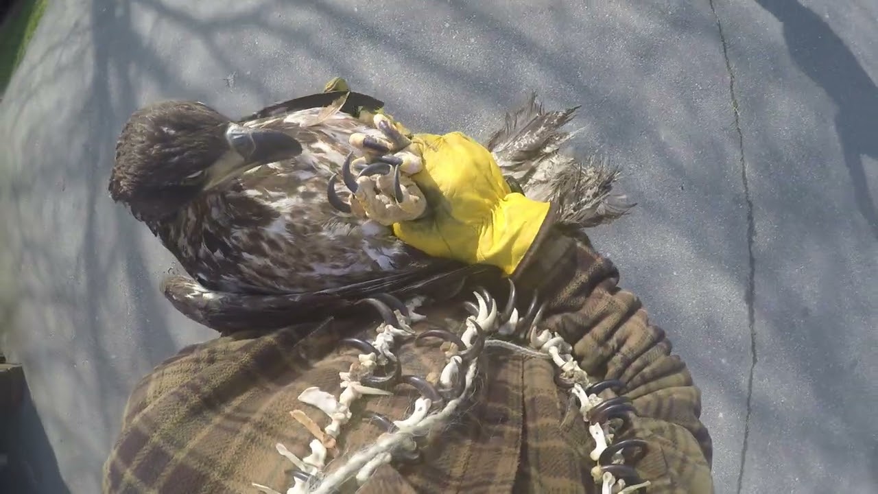 RESCUED Bald Eagle Set Free (GoPro)