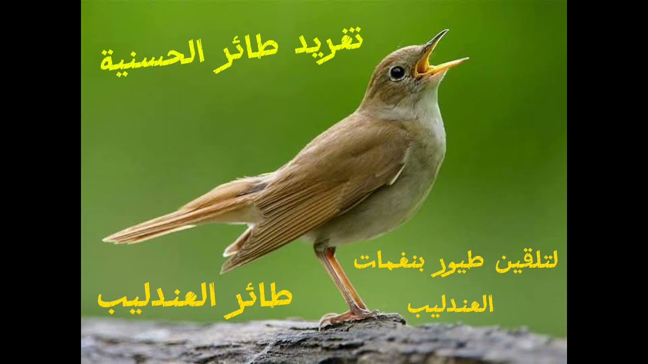 تغريد طائر الحسنية أو طائر العندليب الشامخ بنغماته الرائعة لتلقين الطيور المغربة والمغردة .