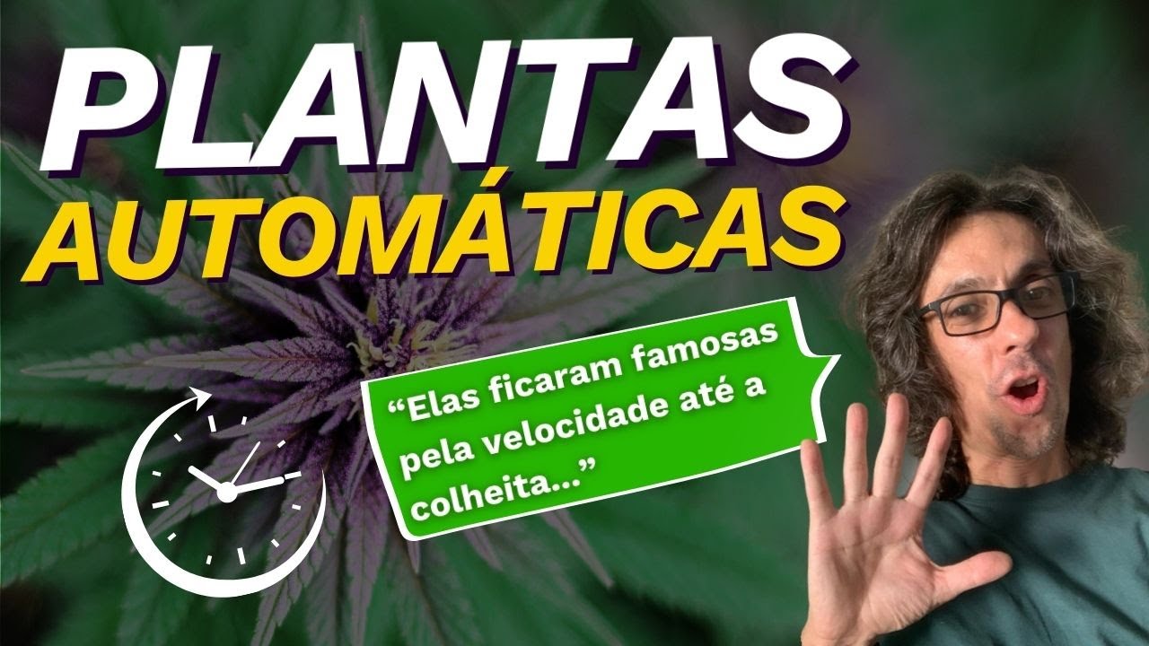 PLANTAS AUTOM&Aacute;TICAS - ALGUMAS DICAS E CONSIDERA&Ccedil;&Otilde;ES - TEMPO DE COLHEITA E SUA ORIGEM