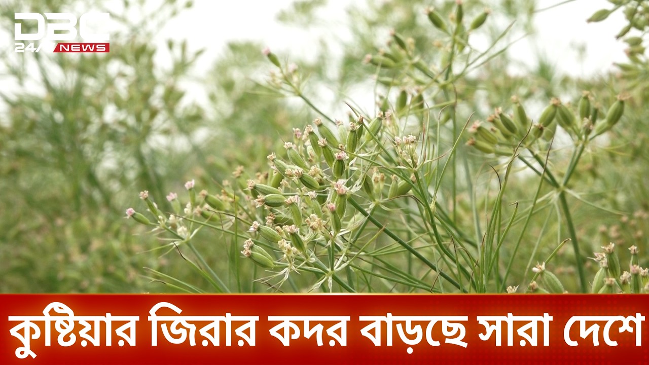 লাভজনক হওয়ায় কুষ্টিয়ায় জিরা আবাদে ঝুঁকছেন কৃষকরা | DBC NEWS