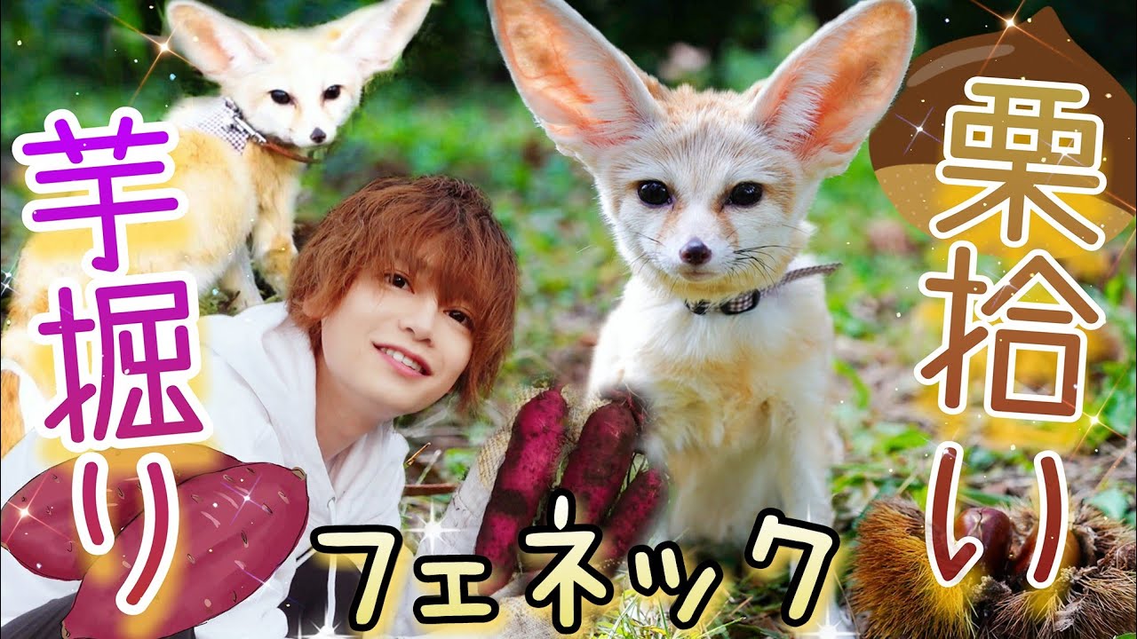 フェネックと栗拾い＆芋掘りをした結果、意外な行動連発で楽しすぎた！ Fennec