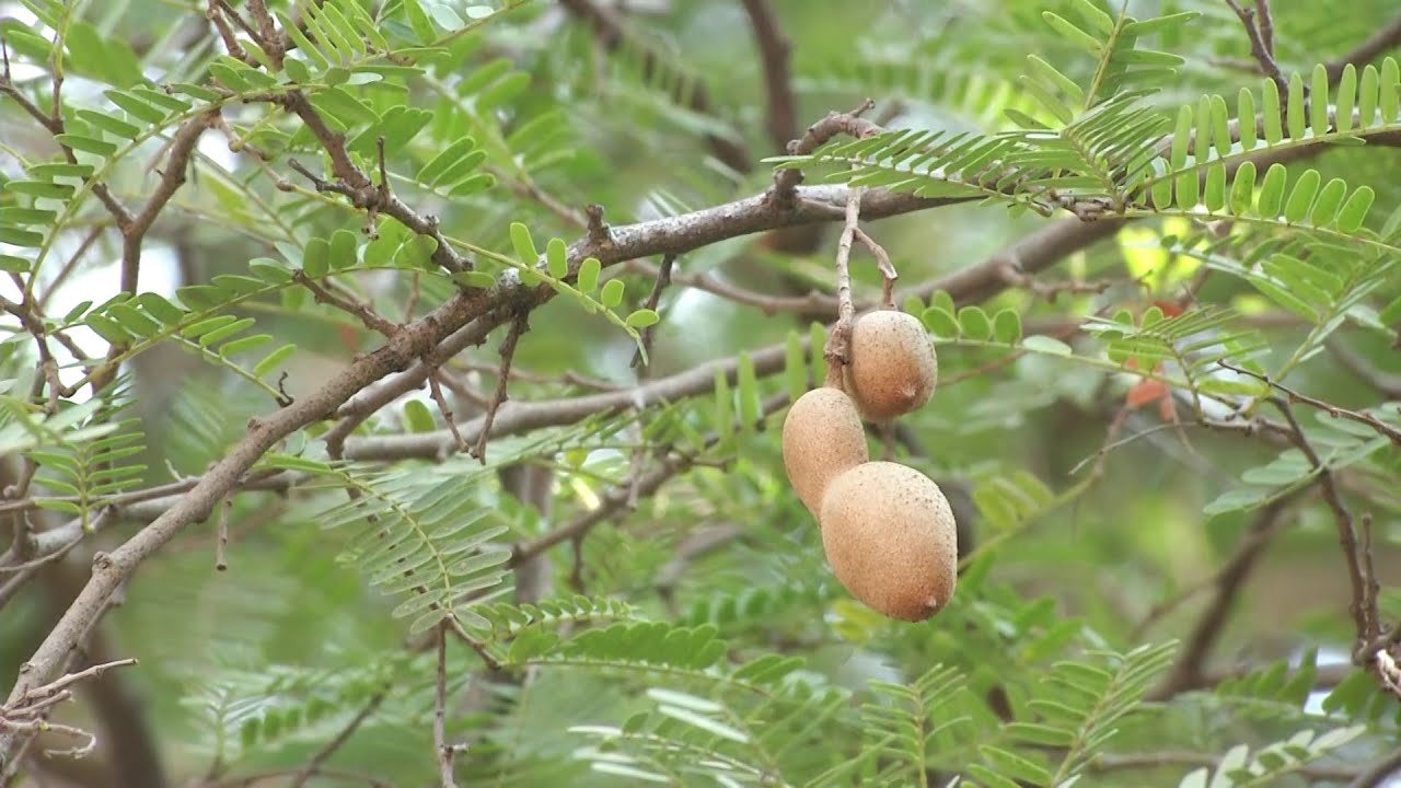 Hechos del Agro - Cultivo de tamarindo