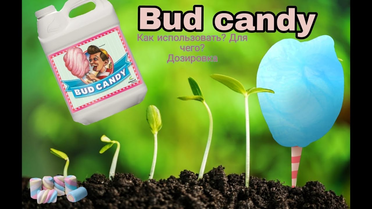 Сочные и сладкие плоды с Bud Candy