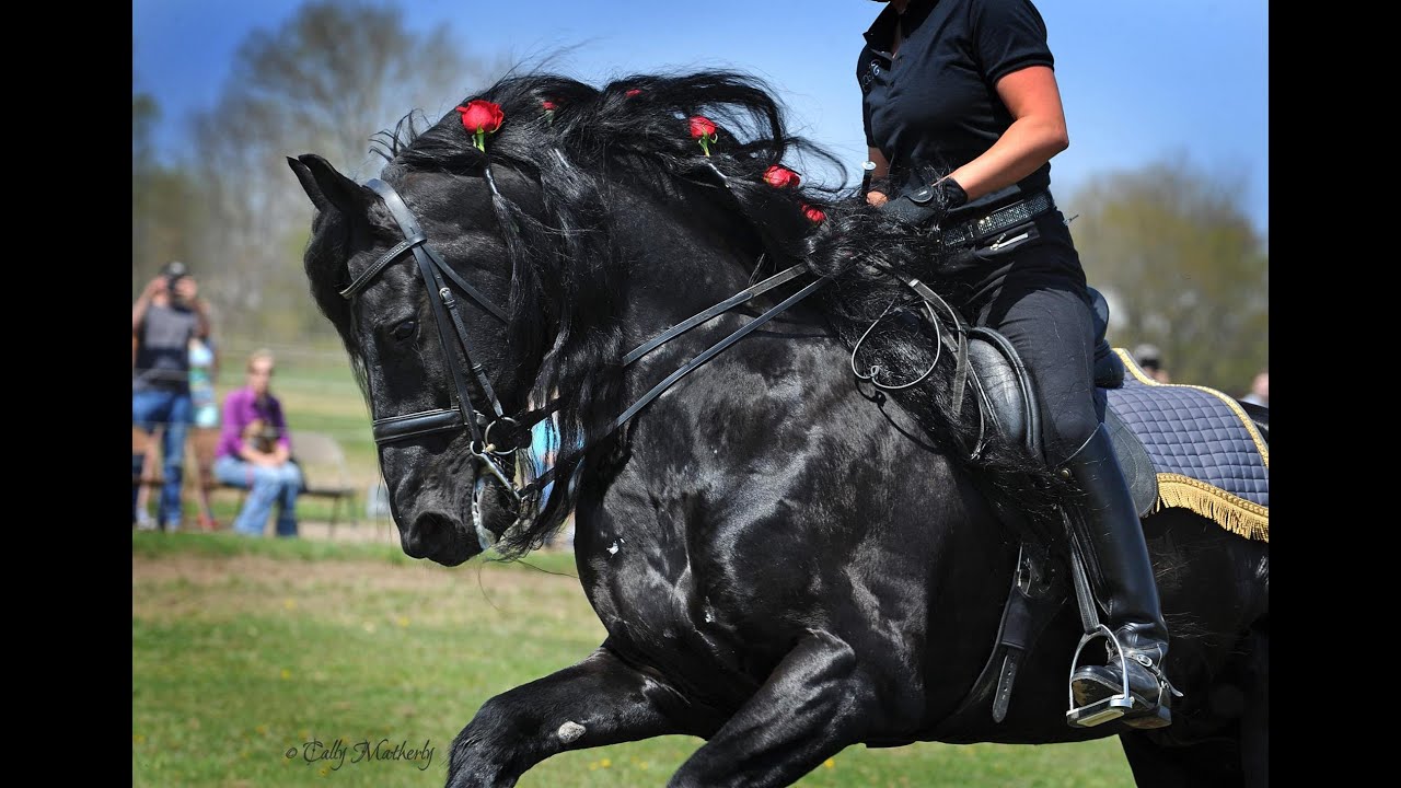 A Memorial Tribute of  KFPS Friesian Stallion Alert 475 Sport