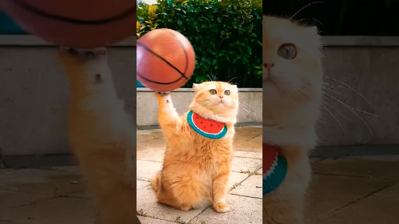 #cat