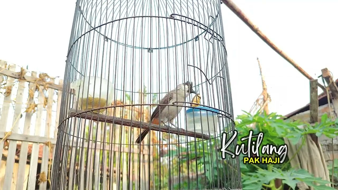 Suara Kutilang Bikin GACOR! Suara KUTILANG ASLI ISIAN UNTUK MASTERAN SEMUA BURUNG KUTILANG