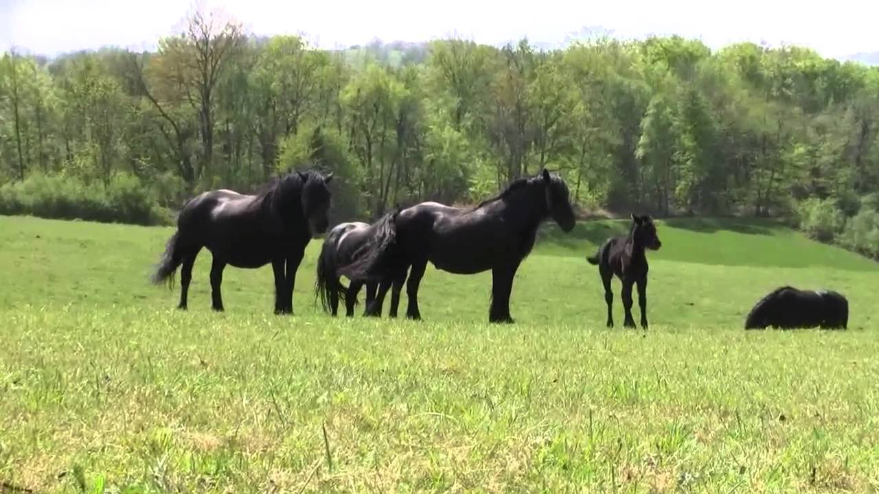 Merens herd - Who is the newcomer?