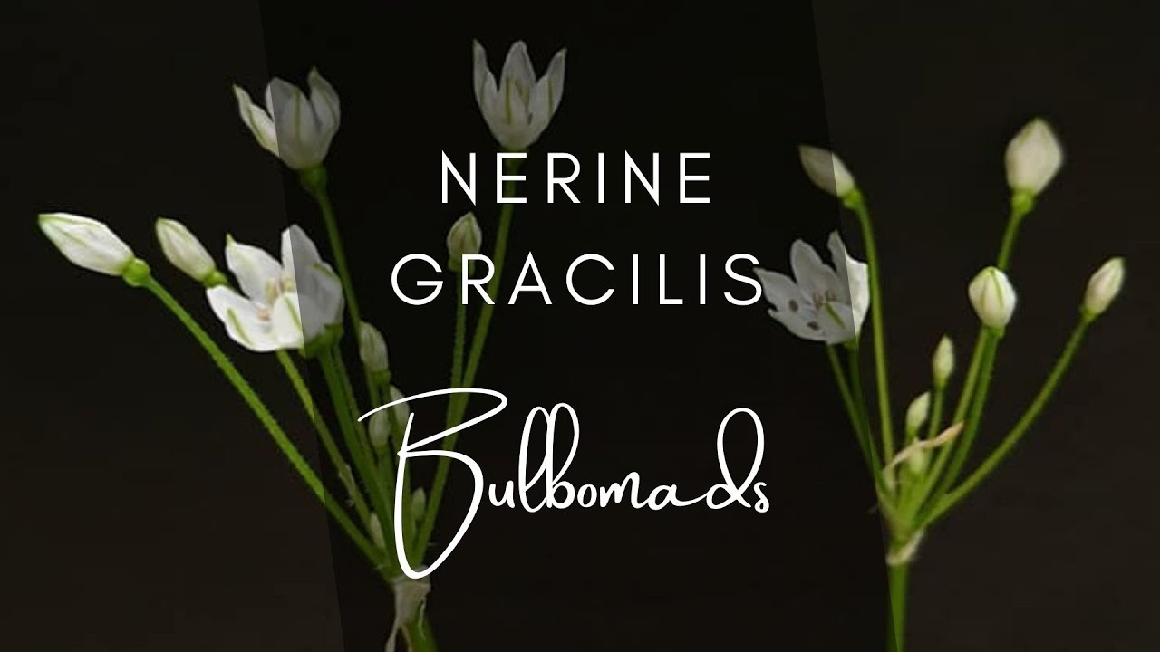 [Species Highlight] Nerine gracilis (Amaryllidaceae)