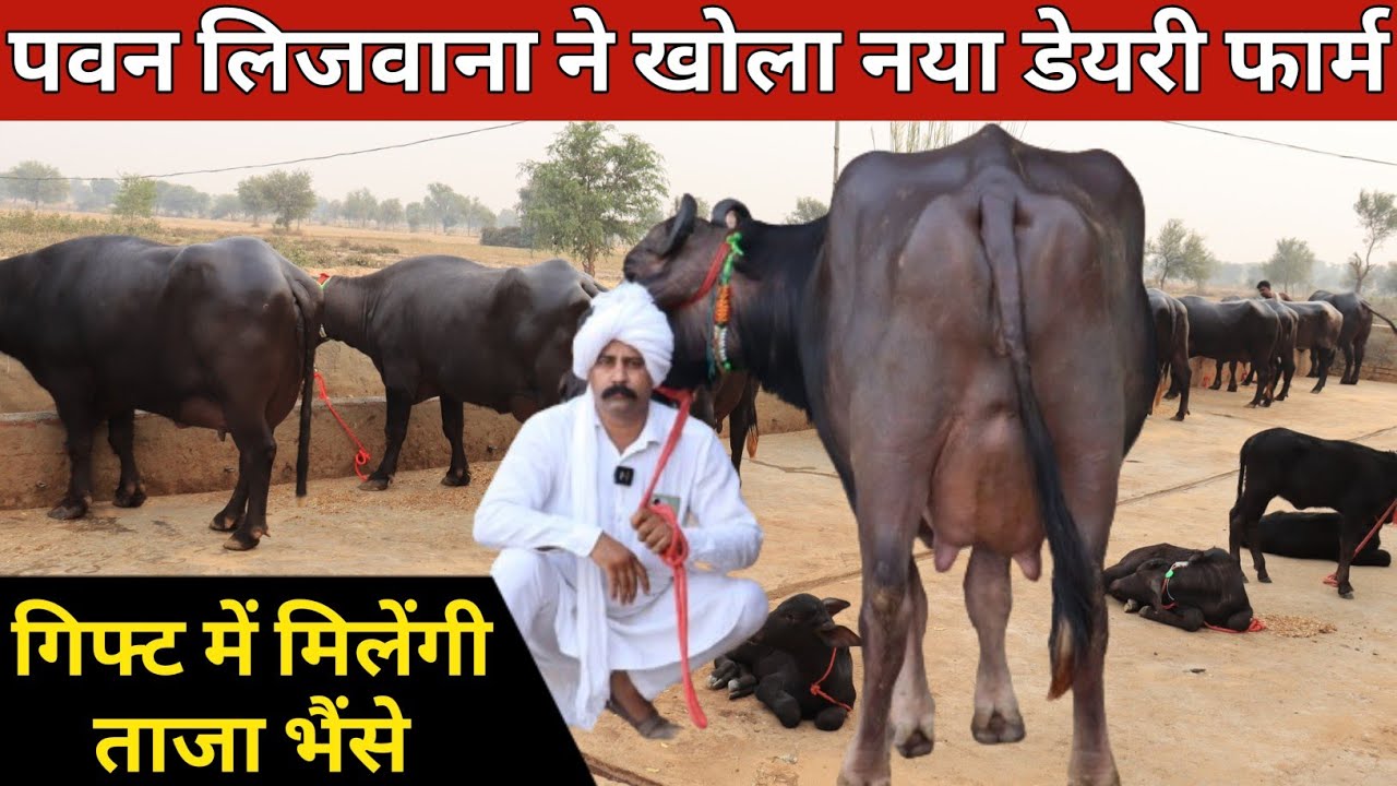 पवन लिजवाना का  नया डेरी फार्म, गिफ्ट में मिलेंगी ताजा भैंसे || Pawan Lijwana (9996612846)