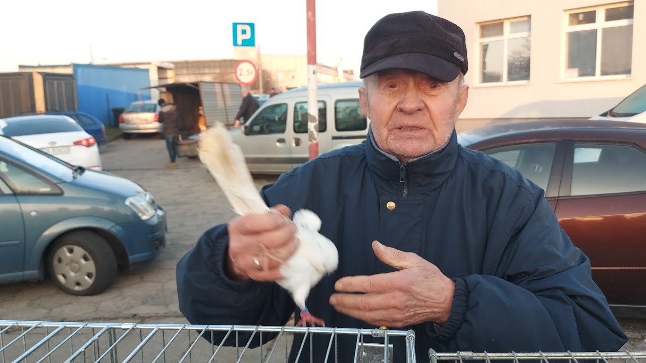 BARDZO DUŻY RYNEK TARG GOŁĘBI W TCZEWIE 💥ZAPRASZAM NA FILM