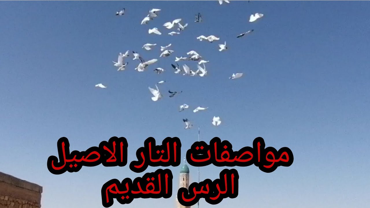تور صداميات فديو خاص التار الاصيل الرس القديم 🕊️+ قريت تعاليق المتابعين☺️💝