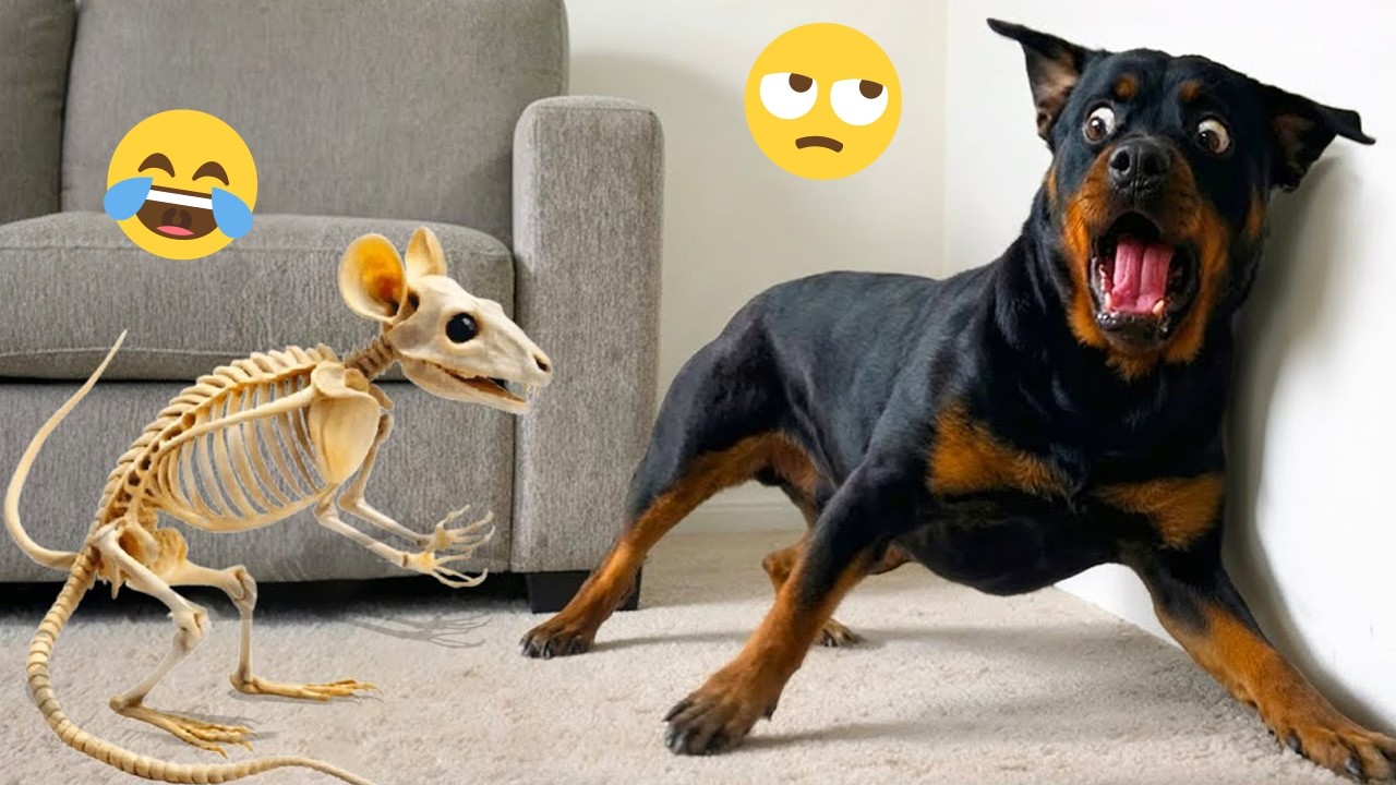 New FUNNY DOGS That Will Make You Die Laughing 🤣 Funny Animals Video 2026 #32