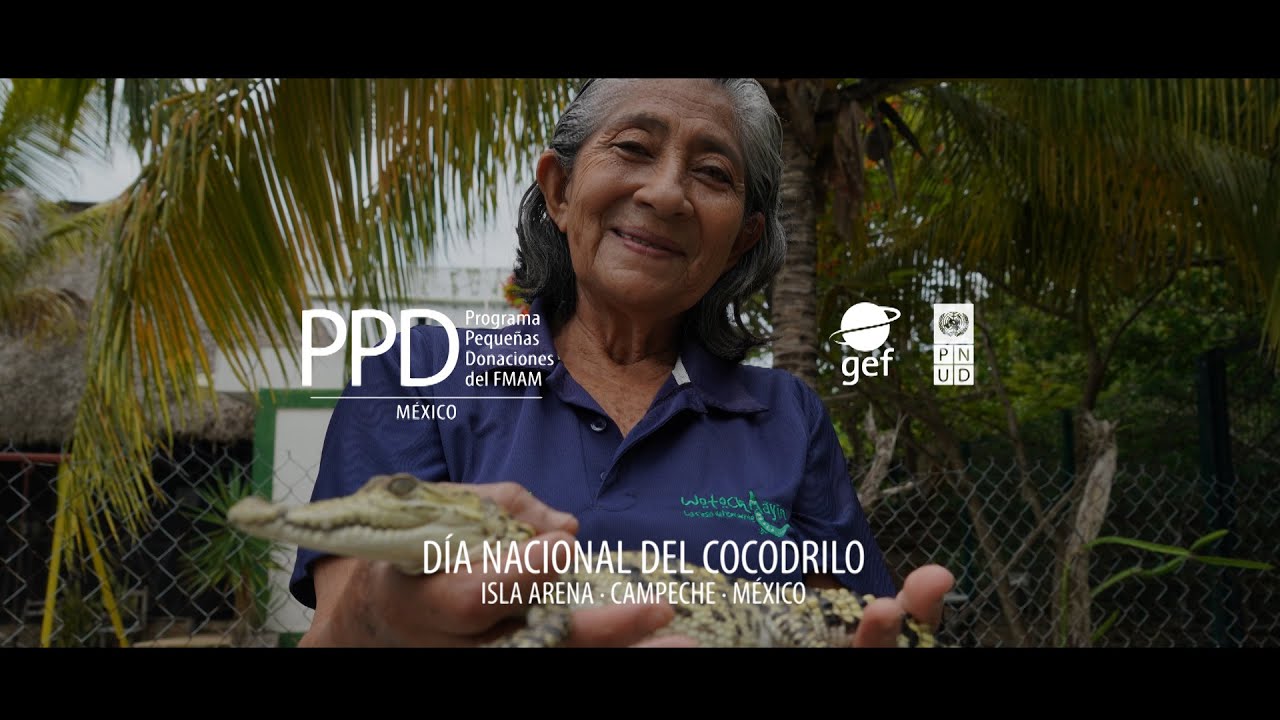 🐊D&iacute;a Nacional del Cocodrilo en M&eacute;xico
