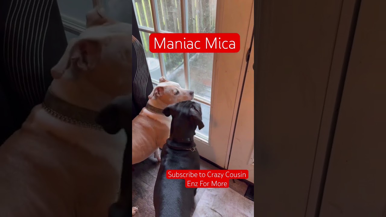 OMG Listen to That Bark! When a Bird Flies By! 