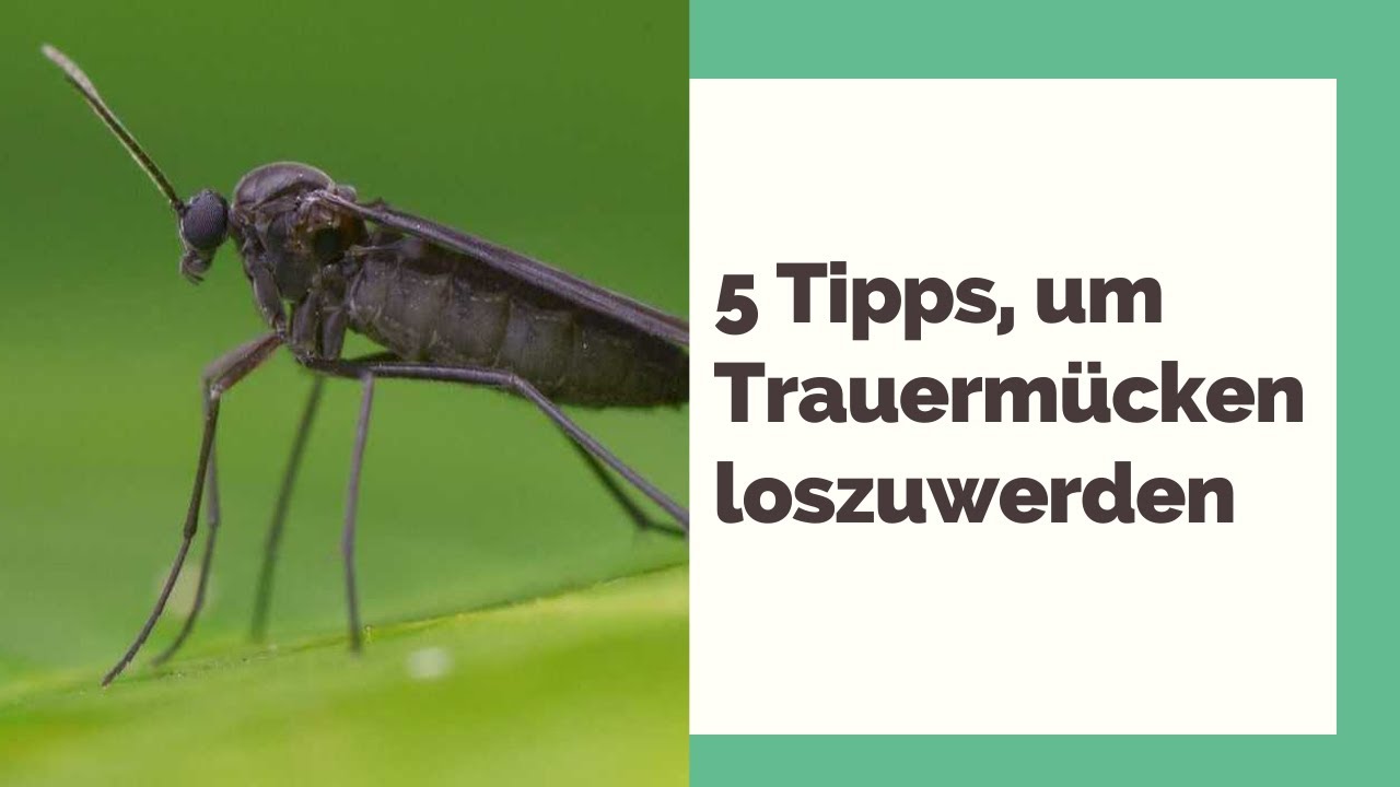 Trauermücken endgültig loswerden: 5 Tipps, um dem Befall entgegenzuwirken
