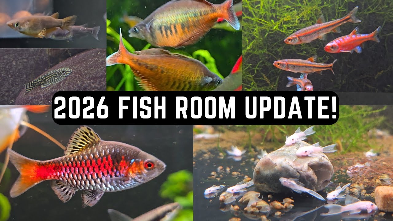 2026 FISH ROOM UPDATE! (LOTS OF BREEDING!) 4K