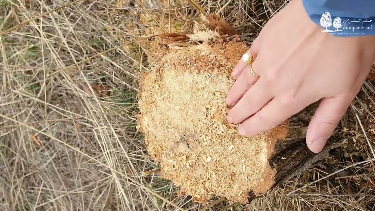 Illegal tree cut behind Lebanon's loss of green spaces القطع الجائر في لبنان يساهم في خسارة الغابات
