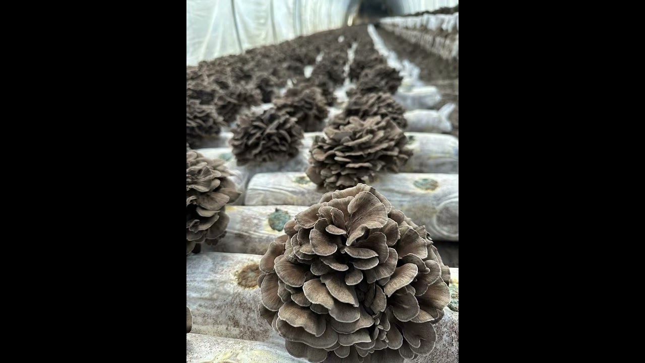 Maitake #medicinalmushrooms #mushrooms #maitake Anti-cancer, weight loss, ovulation promotion