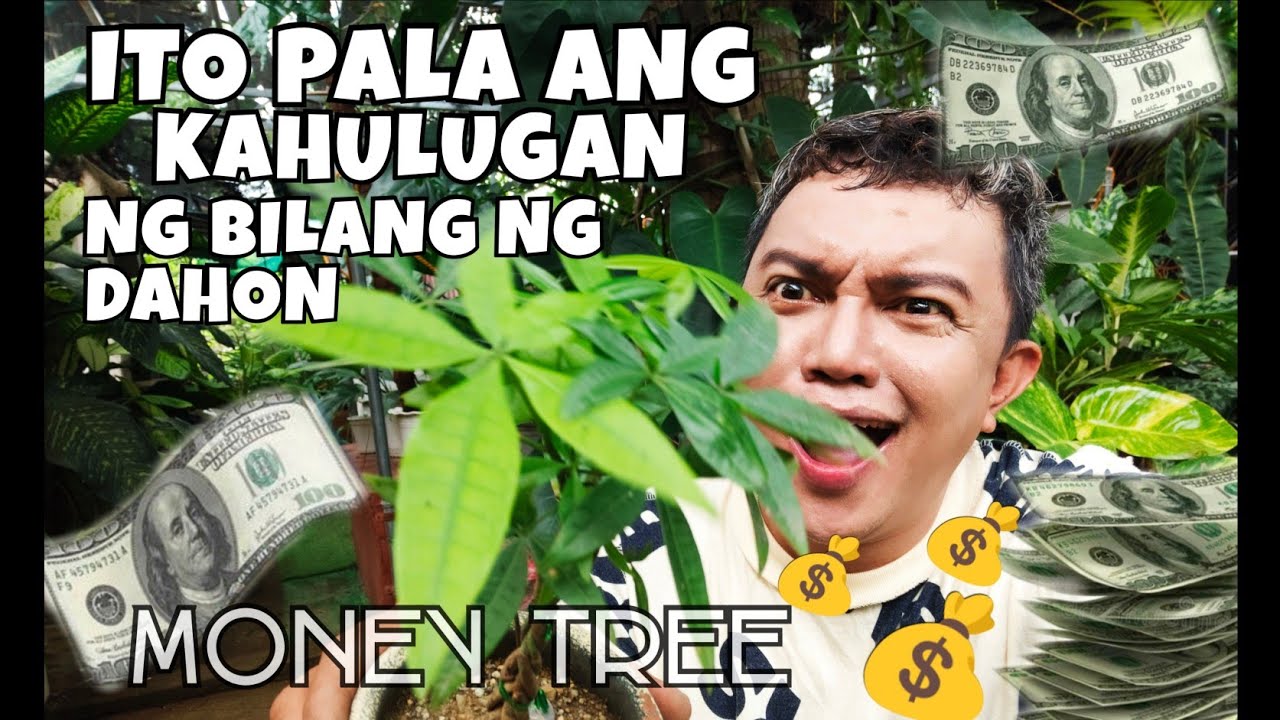 MONEY TREE NUMBER OF LEAVES MEANING | PLANT CARE & PROPAGATIONS