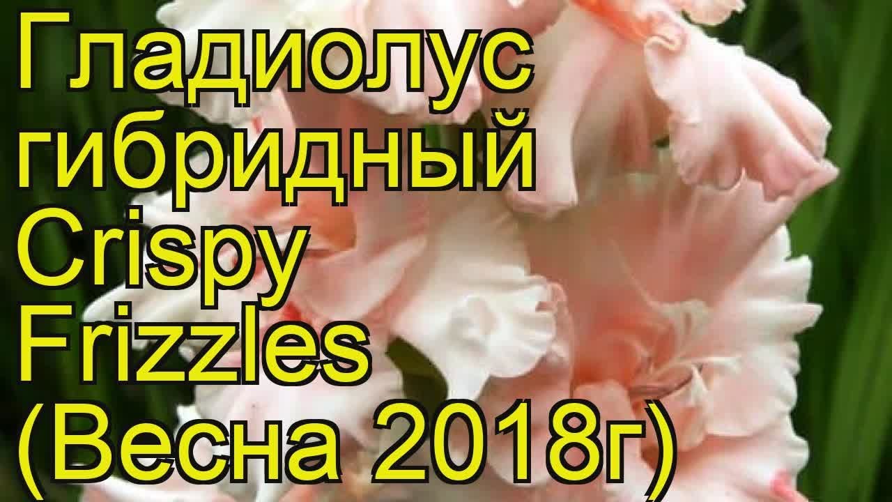 Гладиолус гибридный (Crispy Frizzles). Краткий обзор, описание характеристик, где купить луковицы
