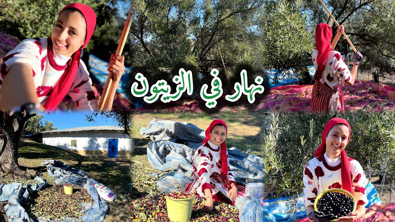 اجواء الزيتون 🌳🫒 مع العائلة والضحك والنشاط🥰