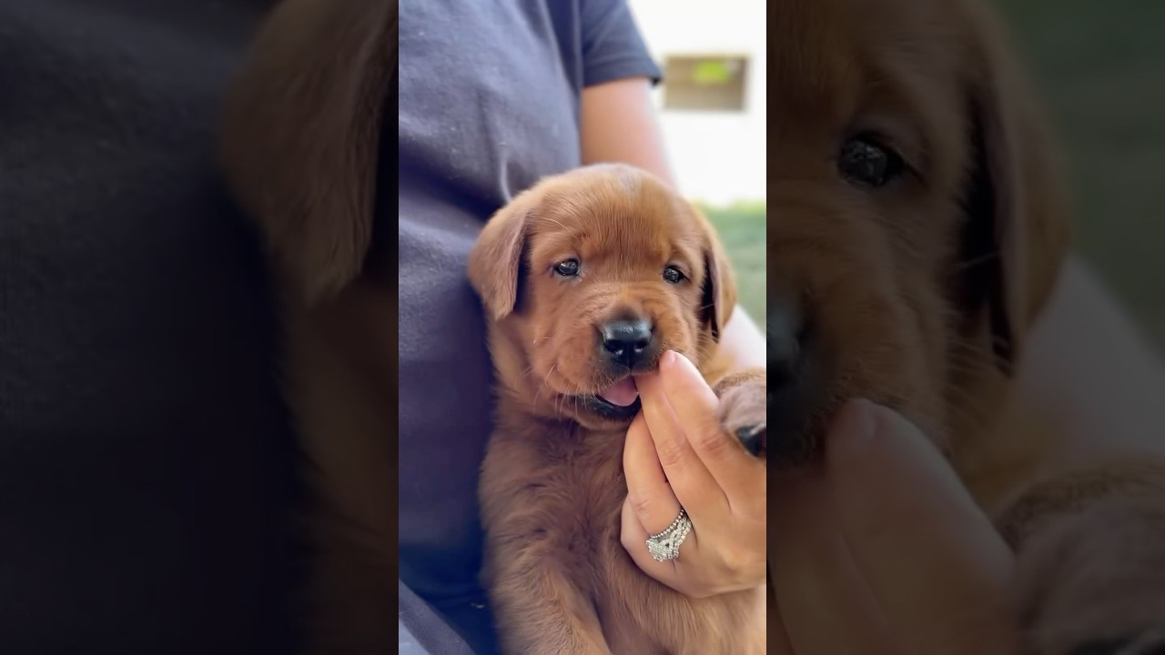 Your daily dose of Fox Red Lab cuteness 😍❤️ 