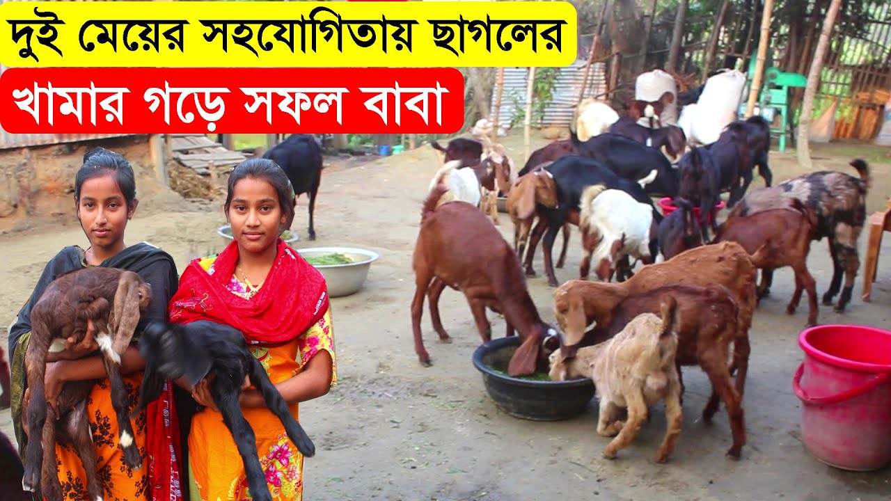 দুই মেয়ের সহযোগিতায় ছাগলের খামার গড়ে কিভাবে সফল হলেন একজন বাবা । ছাগল পালন পদ্ধতি । Goat Farming.