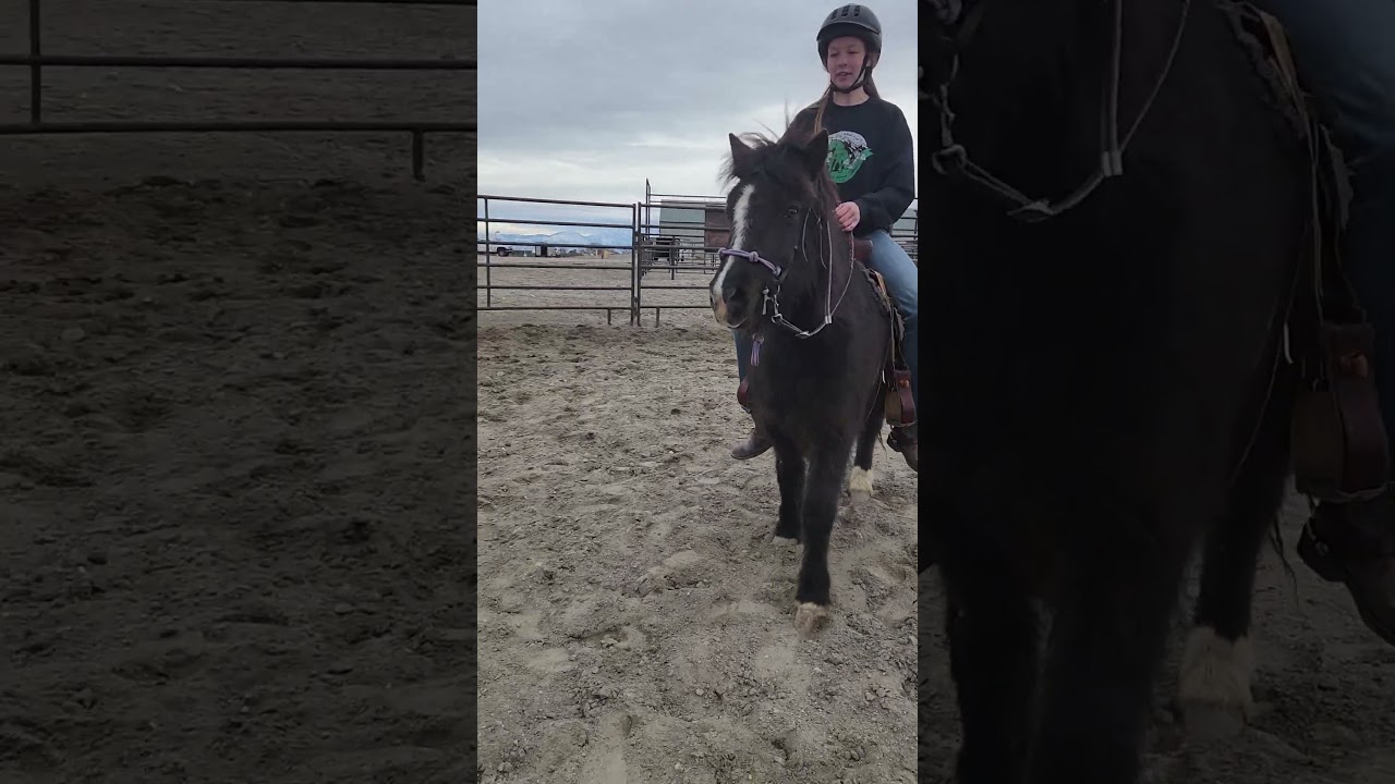 gunner starting #horse #farmlife #pony #equestrian