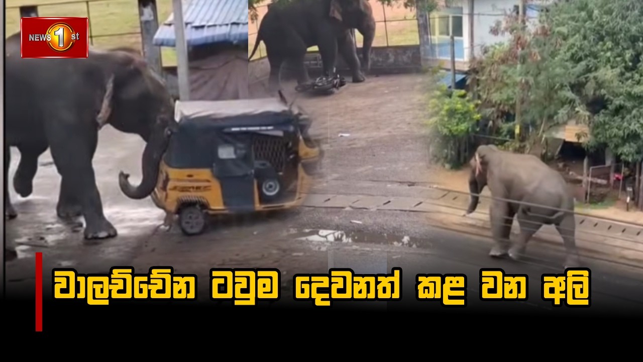 වාලච්චේන ටවුම දෙවනත් කළ වන අලි