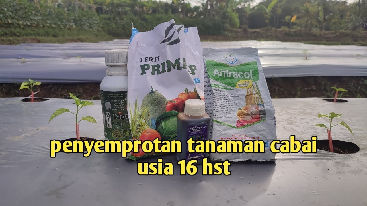 Update perkembangan tanaman cabai usia 16 hst