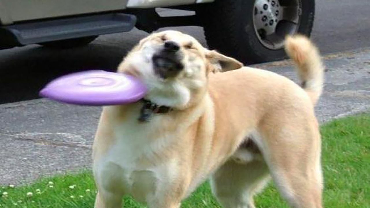 Top Funny Animal Videos - Try Not To Laugh #63