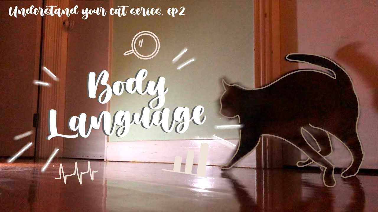 Understand your cat series: Feline Body Language