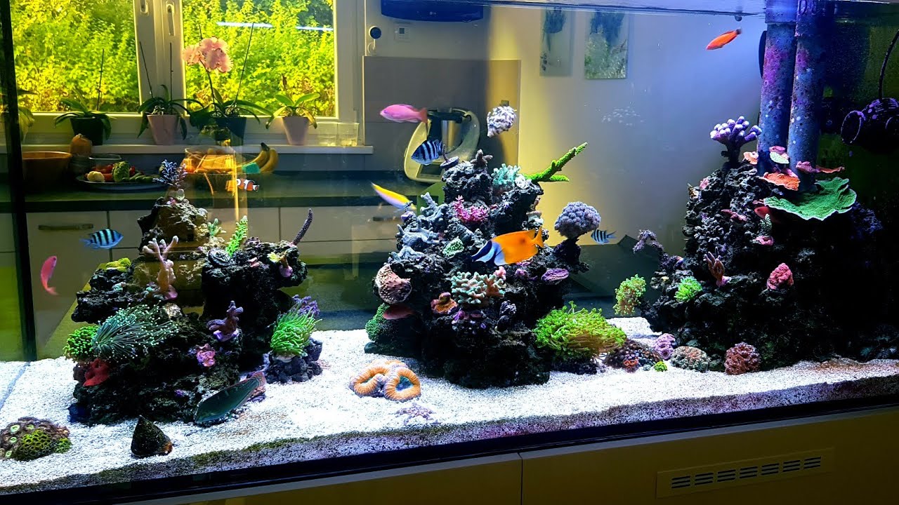 Meerwasser Raumteiler 650l Projekt ,Update September
