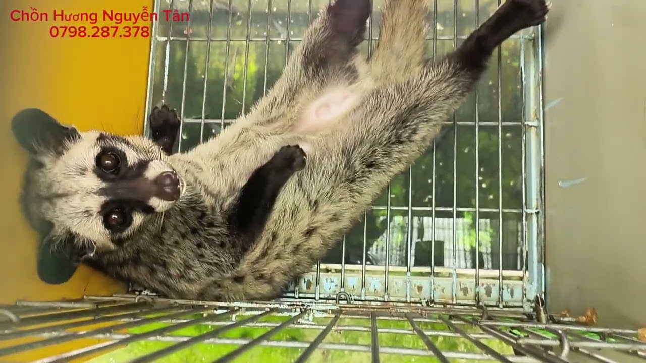 Giao lưu, chia sẻ trại chồn hương vào đầu mùa sinh sản