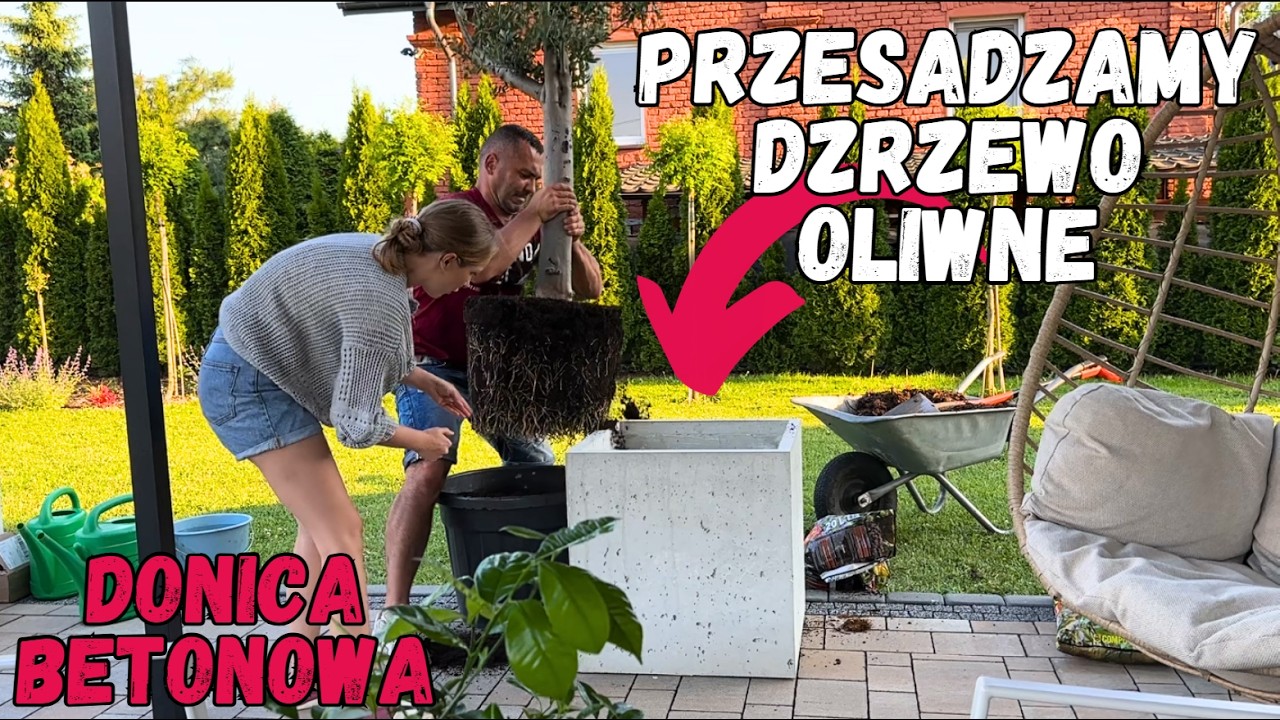 Przesadzamy nasze drzewo oliwne (Olea europaea) do donicy betonowej #drzewa #oliwne #ogr&oacute;d